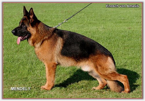 public/dog_images/427/1719239958.Enosch von Amasis.jpg